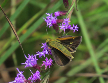 Dun Skipper female